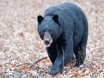 Corbett National Park