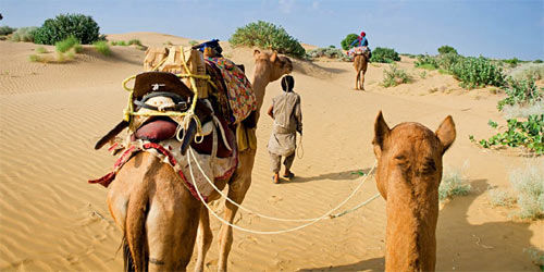 Camel Safari to Maulara
