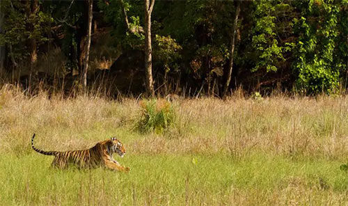 Kanha National Park