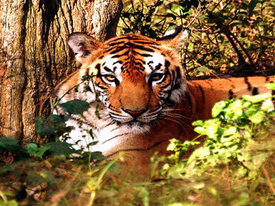 Manas Tiger