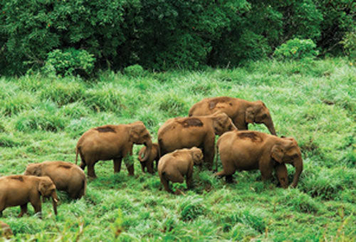 Periyar Wild life Sanctuary