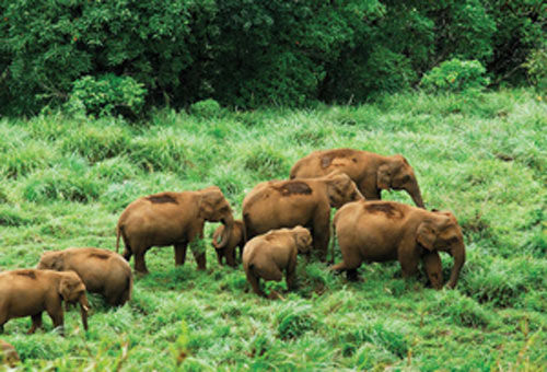 Periyar Wild life Sanctuary