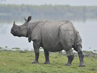 Kaziranga Wildlife Sanctuary