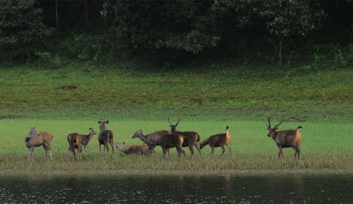 Thekkady (Periyar)