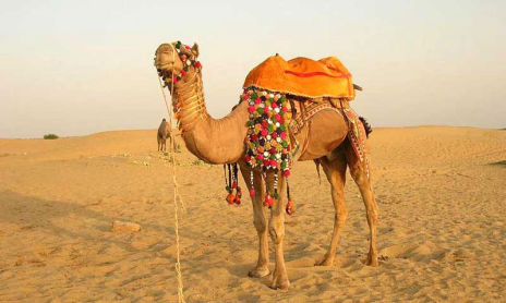 Camel Safari Rajasthan